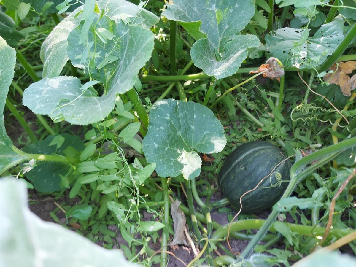 Agriturismo Pranu Sorgono Luaran gambar